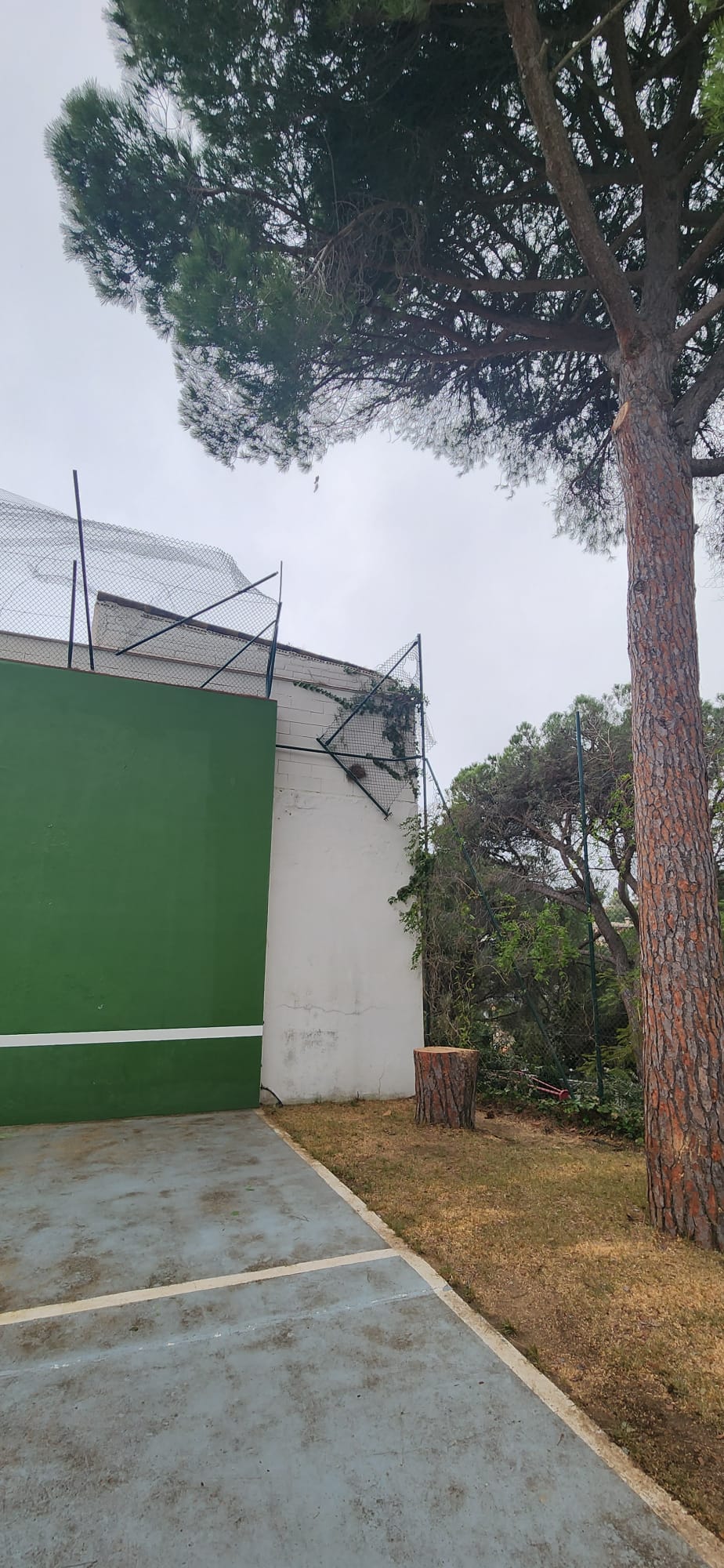 Poda de pins de gran port a Osona