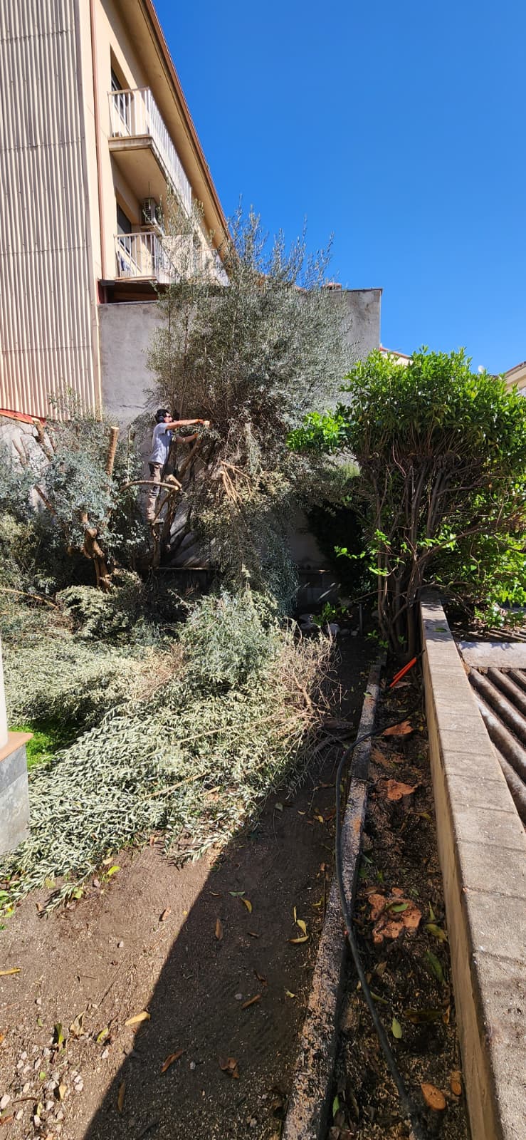 Poda d'olivera professional a Osona